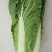 黄心白菜