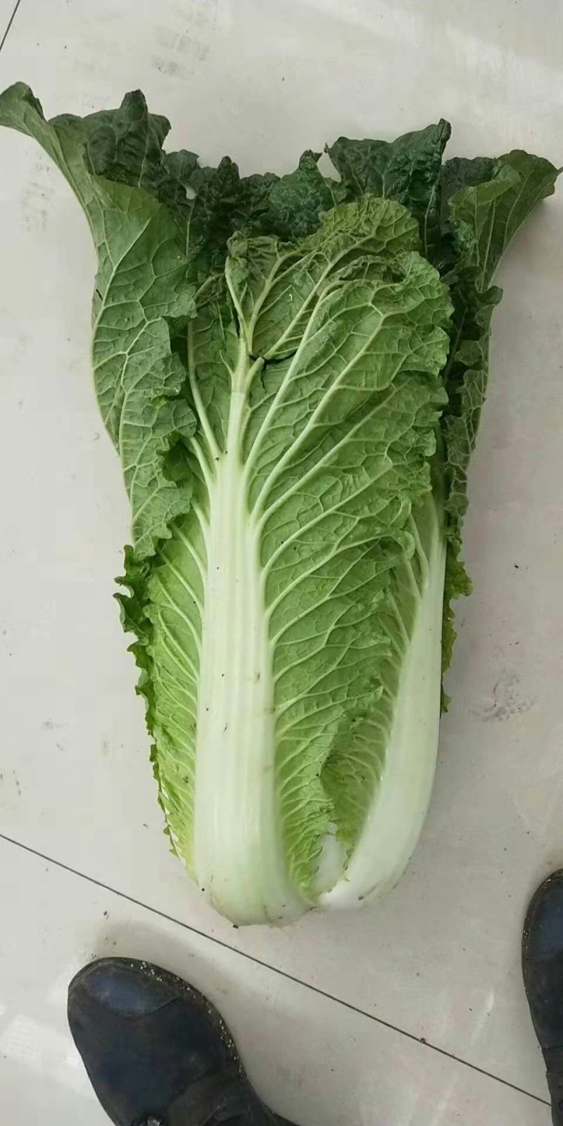 黄心白菜
