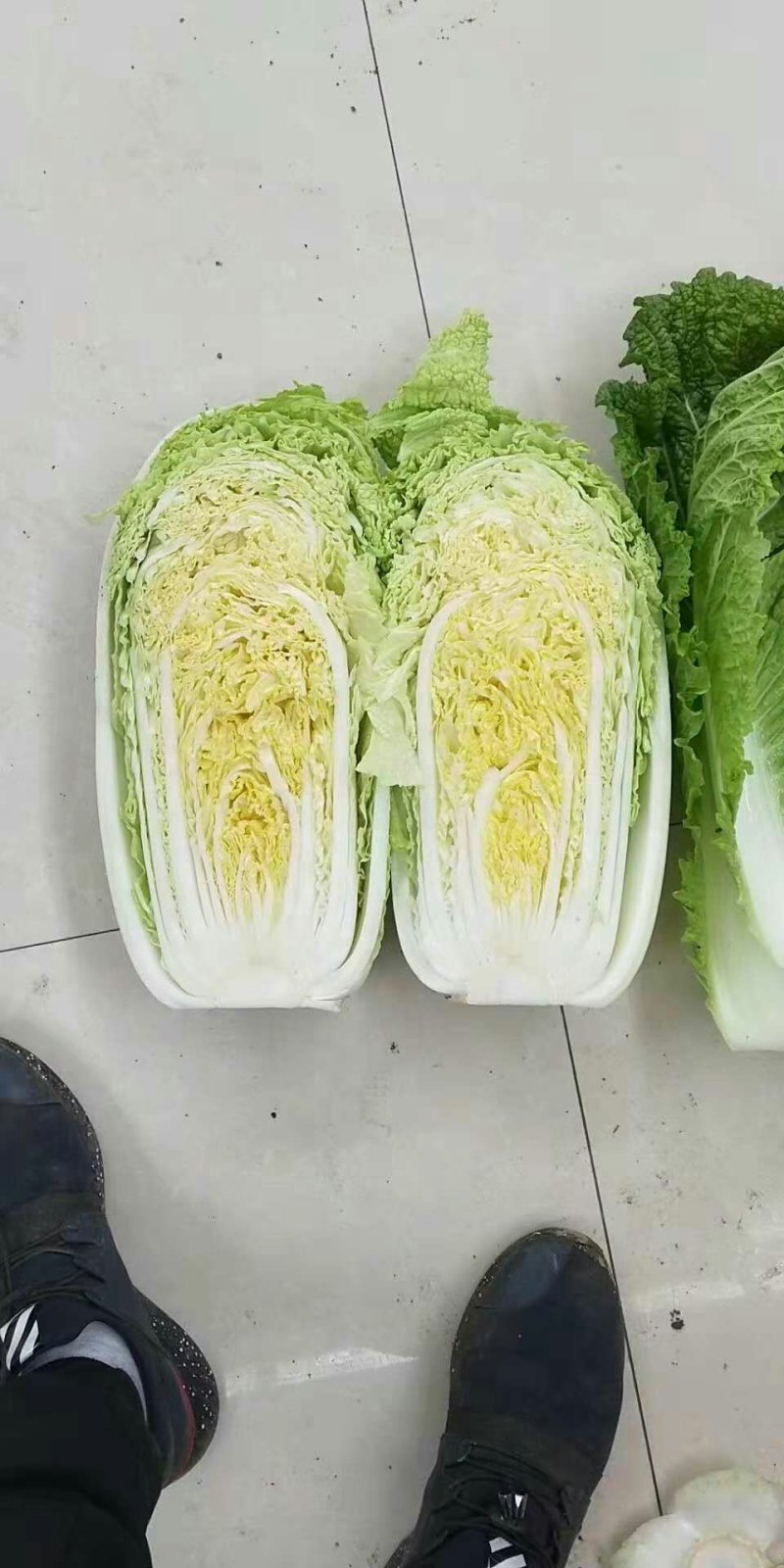 黄心白菜