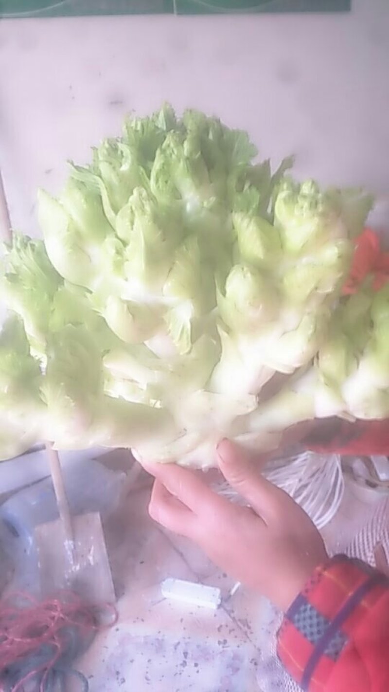 儿菜10两以上绿色蔬菜