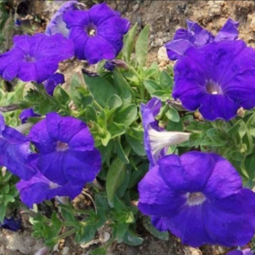 牵牛花