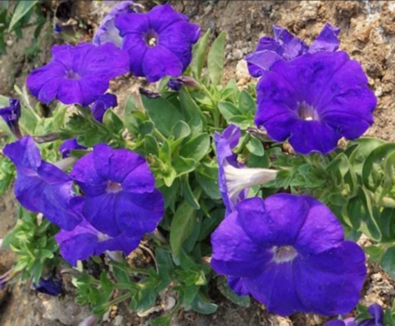 牵牛花