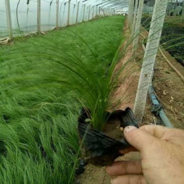 墨西哥羽毛草
