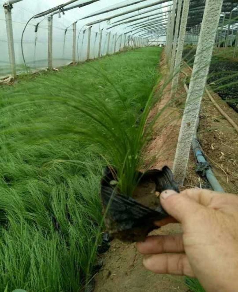 墨西哥羽毛草