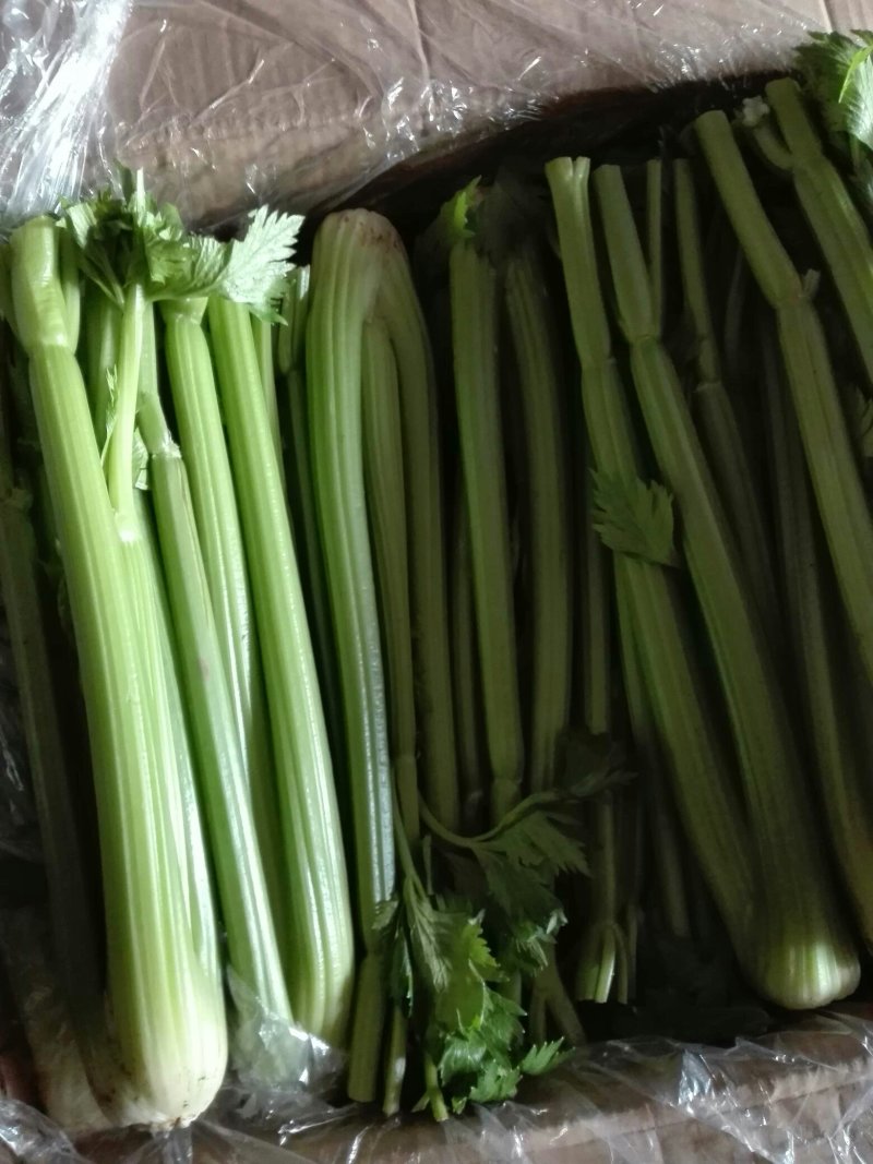 剁头西芹。70公分左右3毛。毛菜也同时大量上市中。