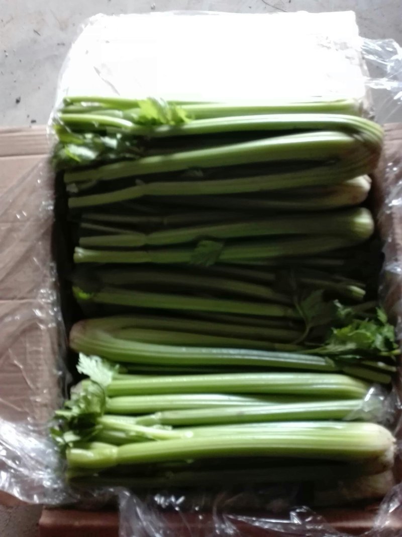 剁头西芹。70公分左右3毛。毛菜也同时大量上市中。
