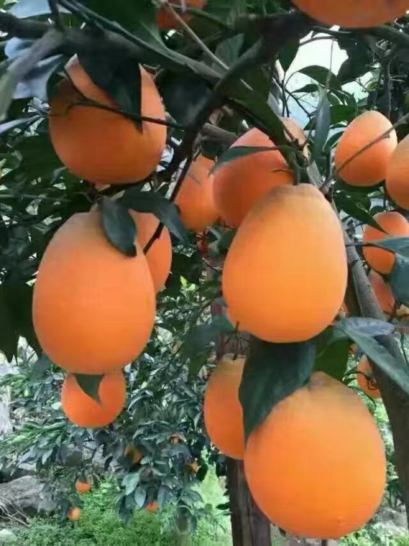 长虹脐橙看园订货，现场采摘，依质论价，果型大颜色红