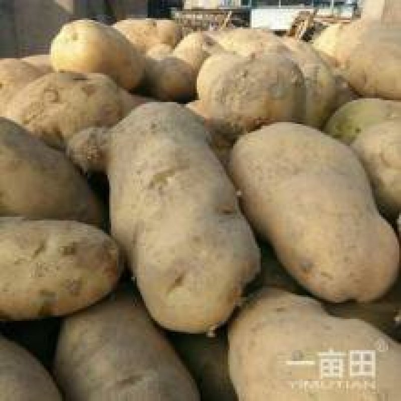 临洮土豆