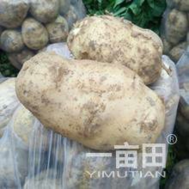 临洮土豆
