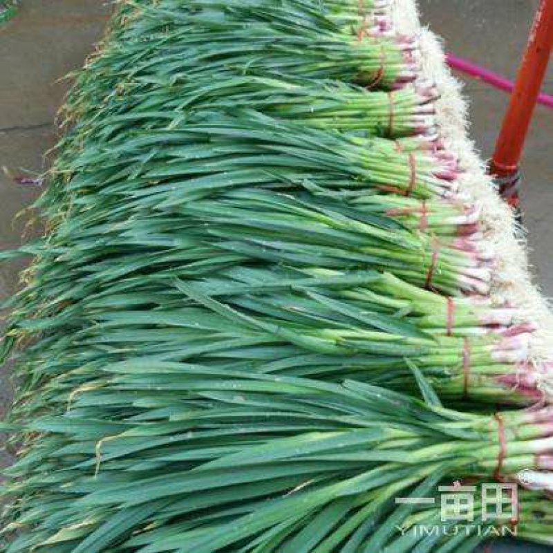 红蒜苗