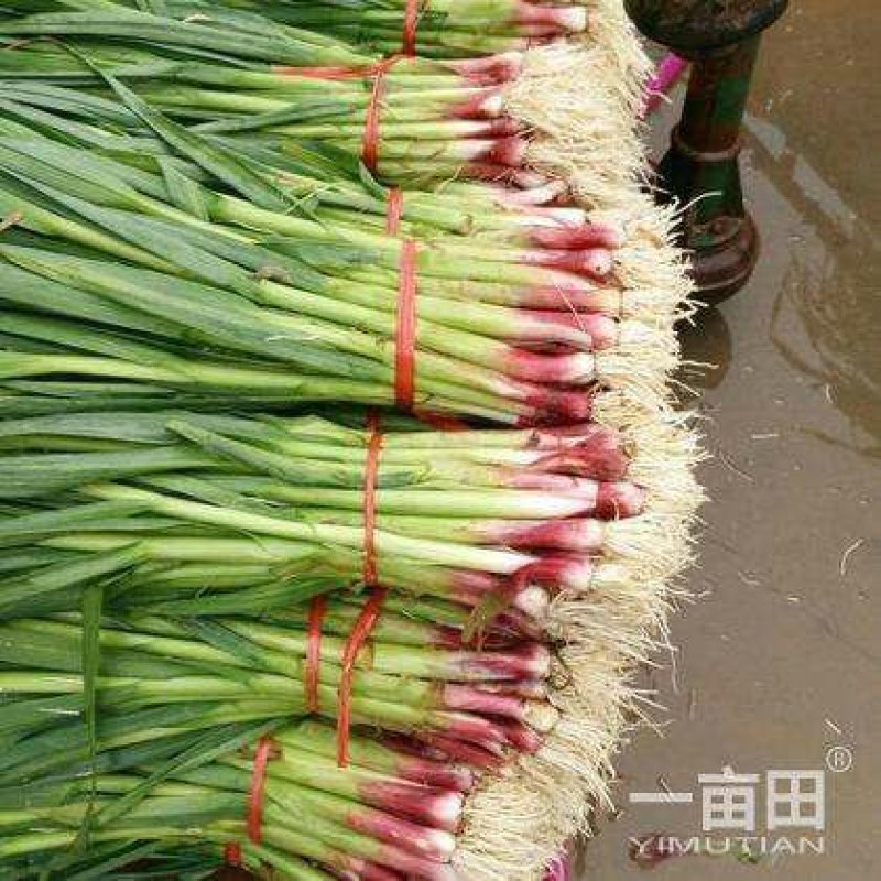 红蒜苗