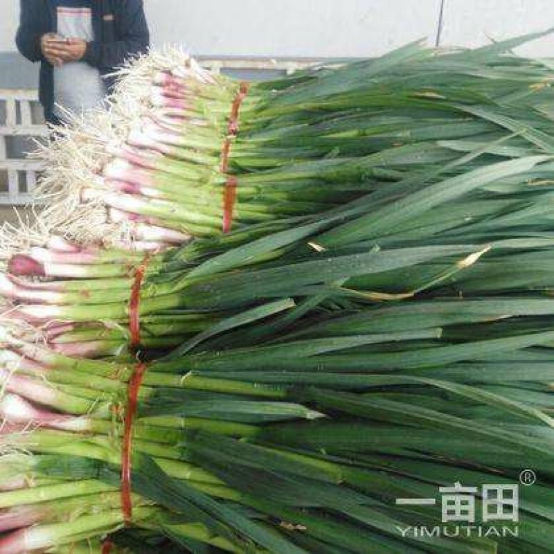红蒜苗