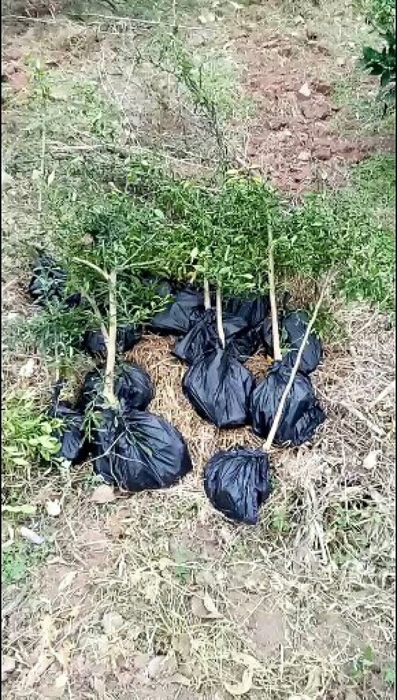 香橙砧木