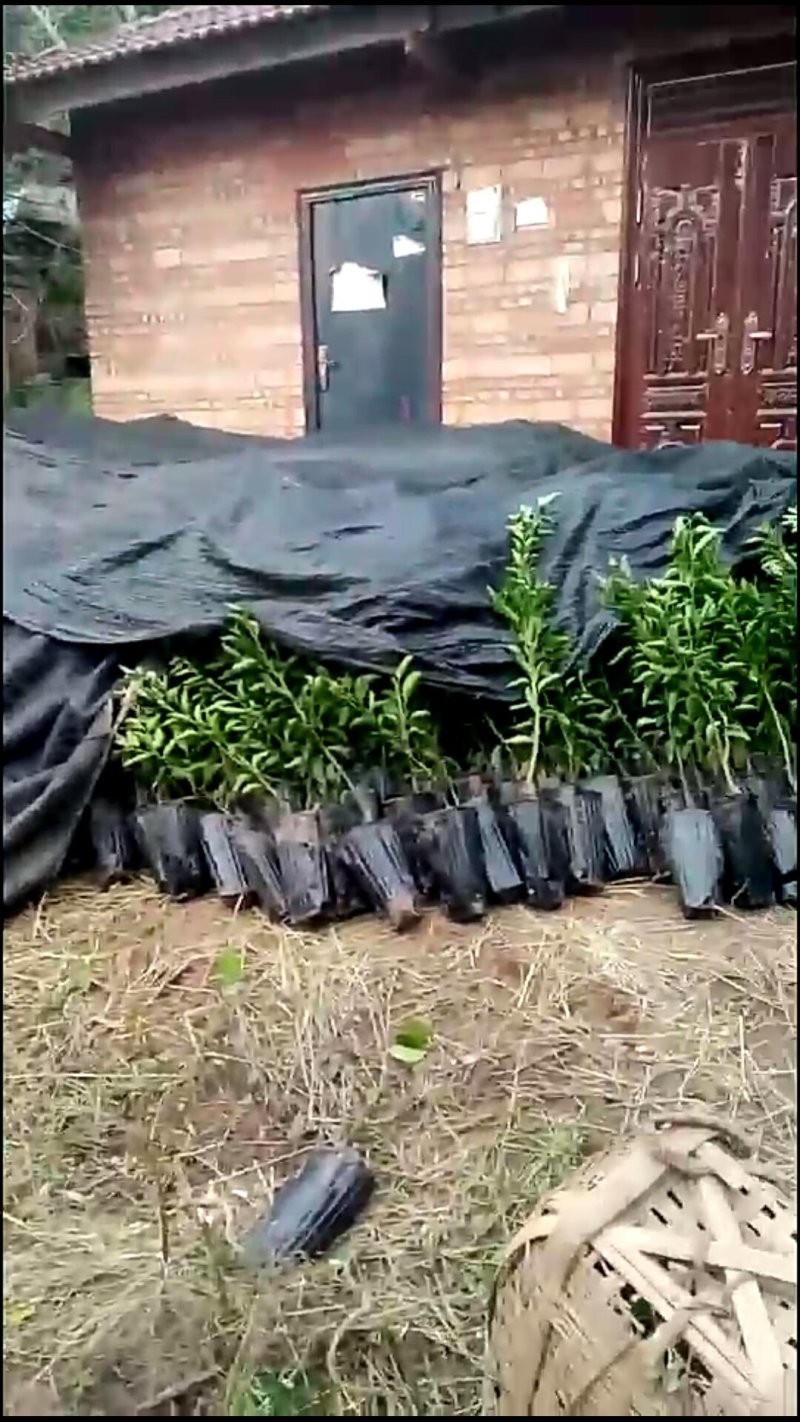 香橙砧木