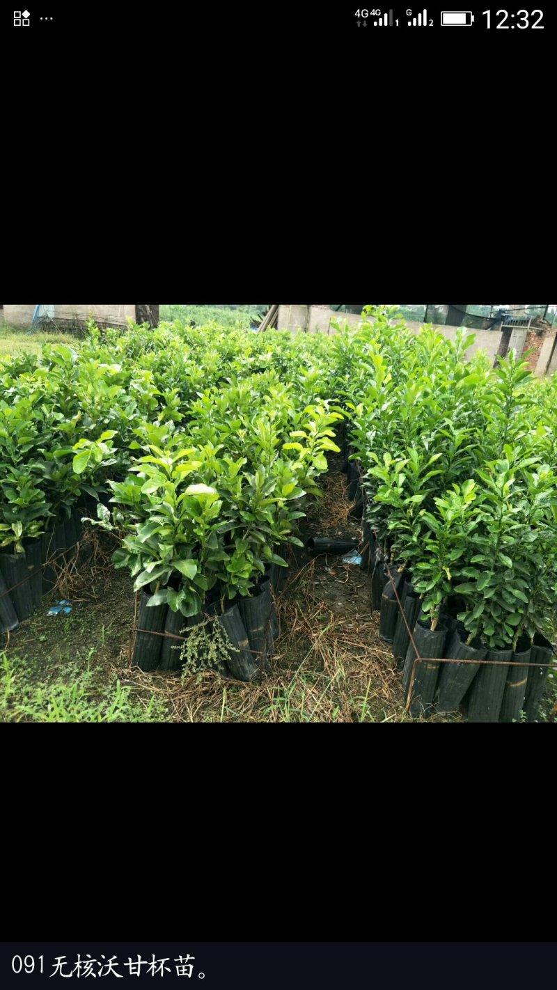 香橙砧木