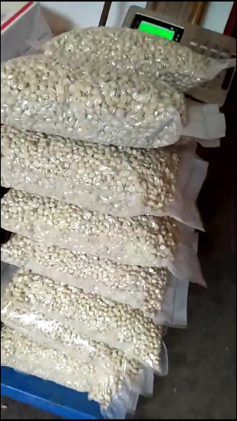香橙砧木