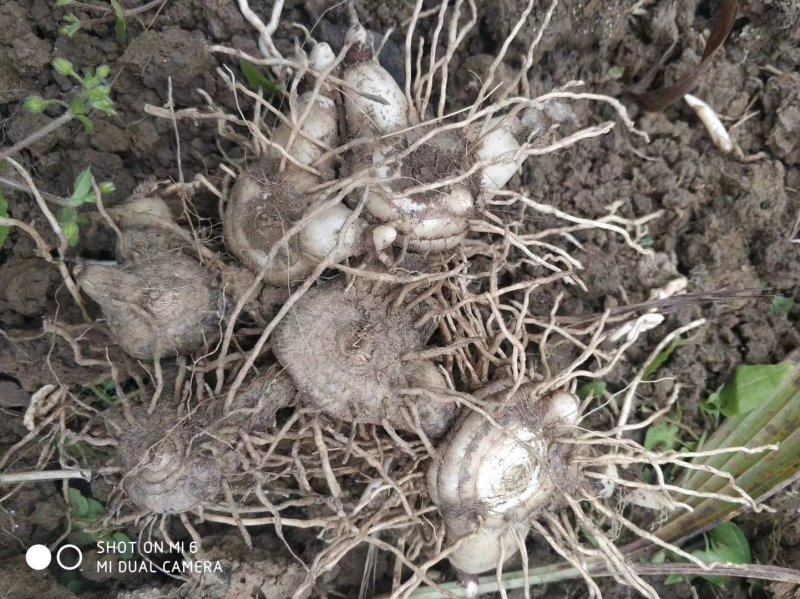 紫花三叉白芨种茎(全丫头)