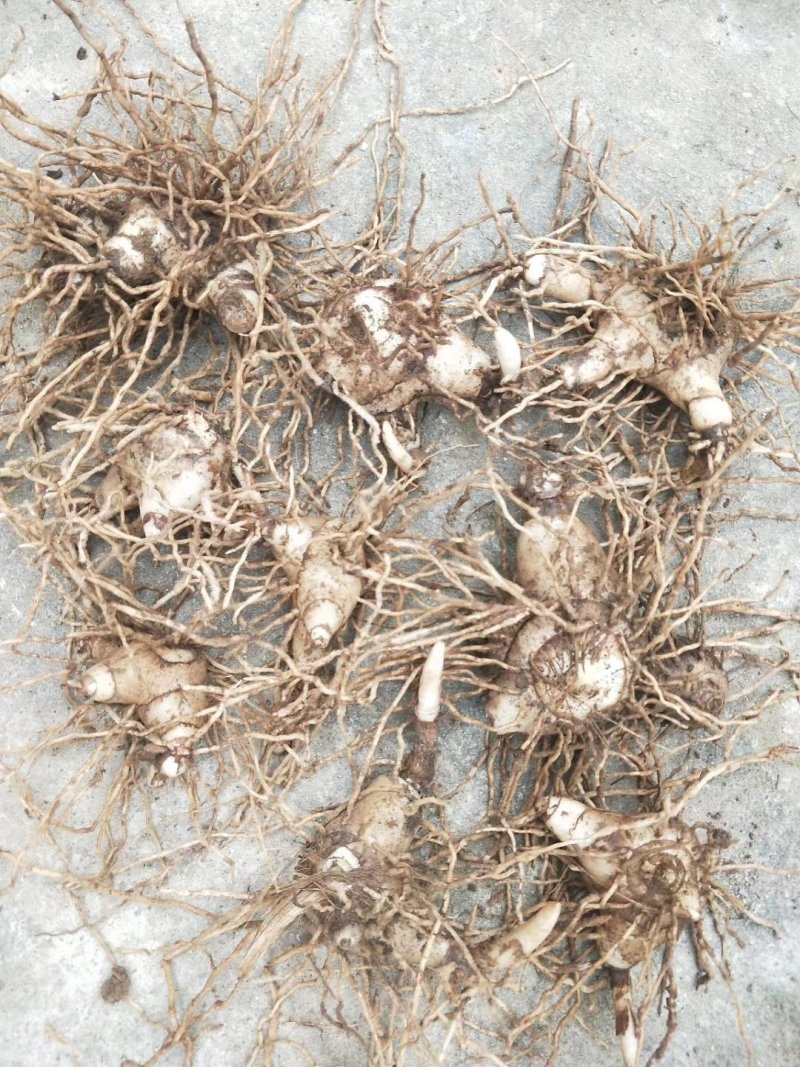 紫花三叉白芨种茎(全丫头)