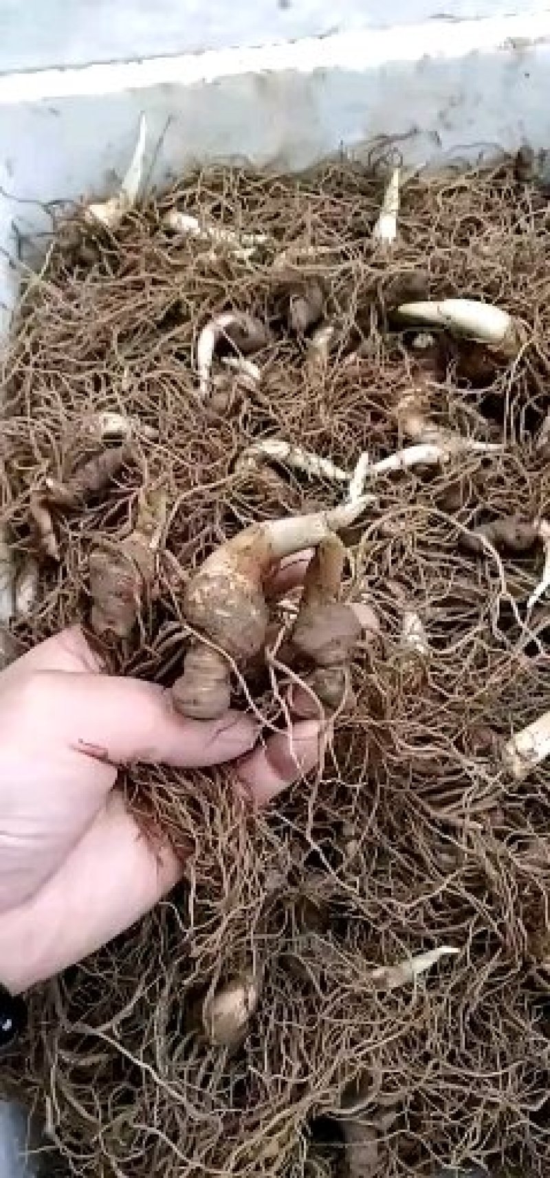 粉质华重楼种茎统个，全丫头