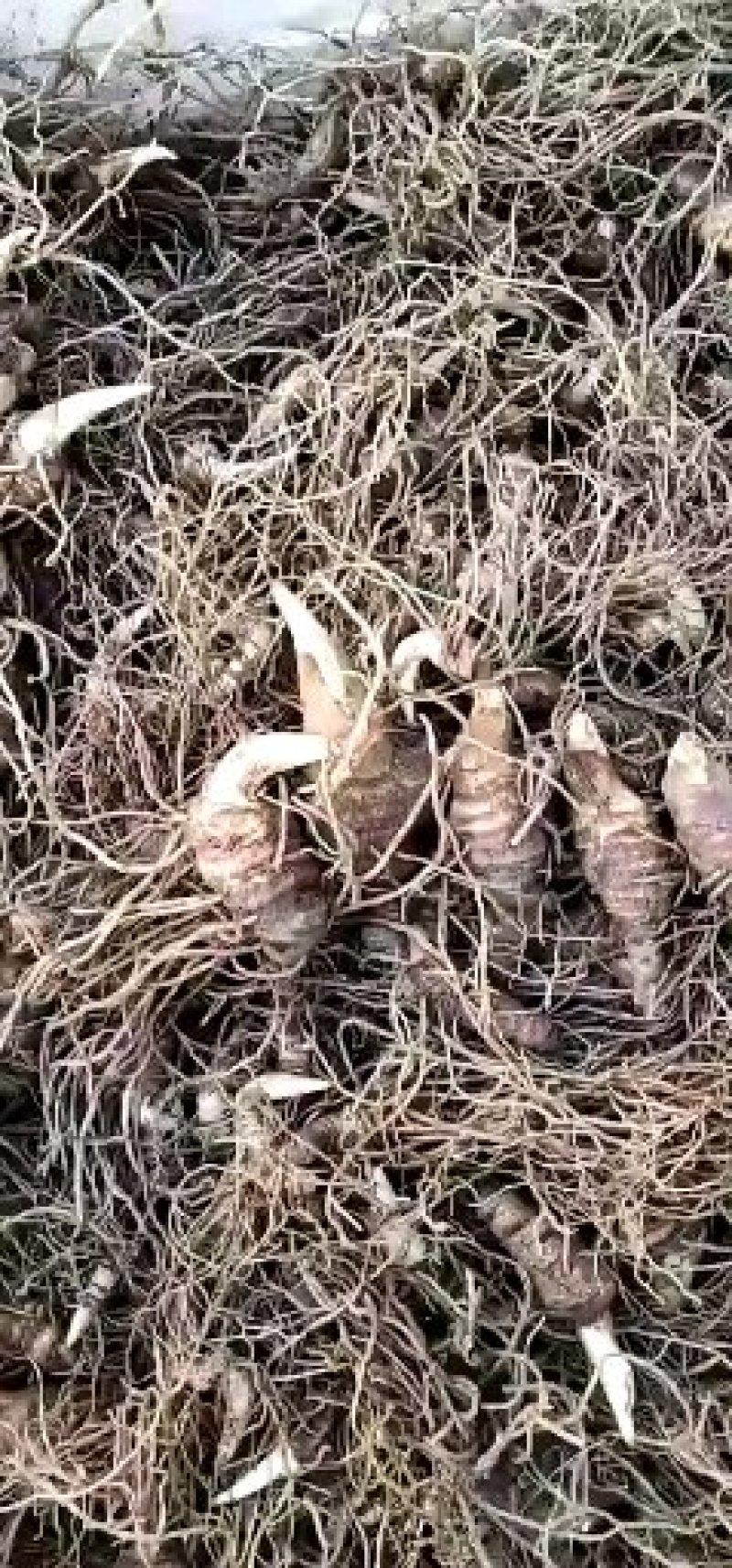 粉质华重楼种茎统个，全丫头