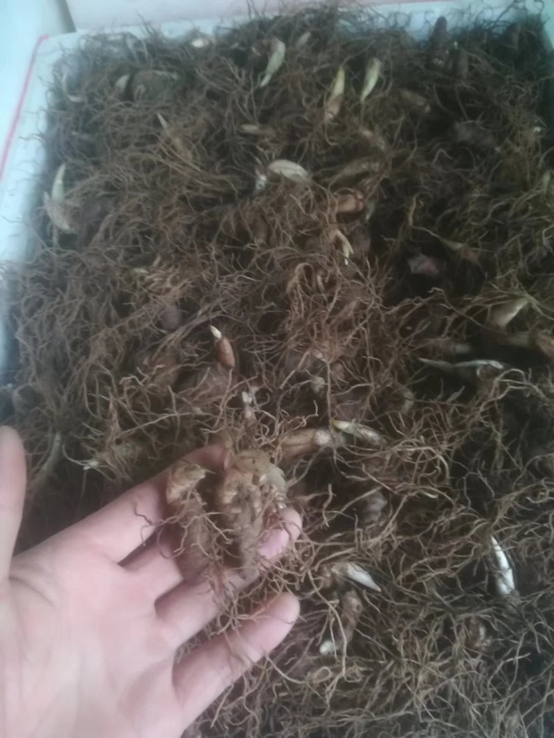 粉质华重楼种茎统个，全丫头