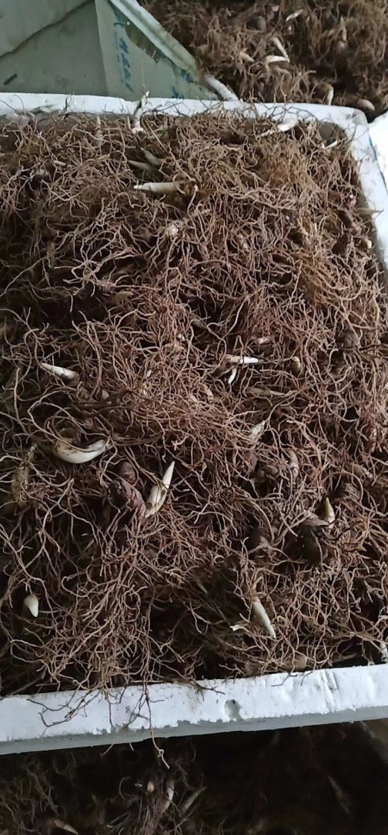 粉质华重楼种茎统个，全丫头