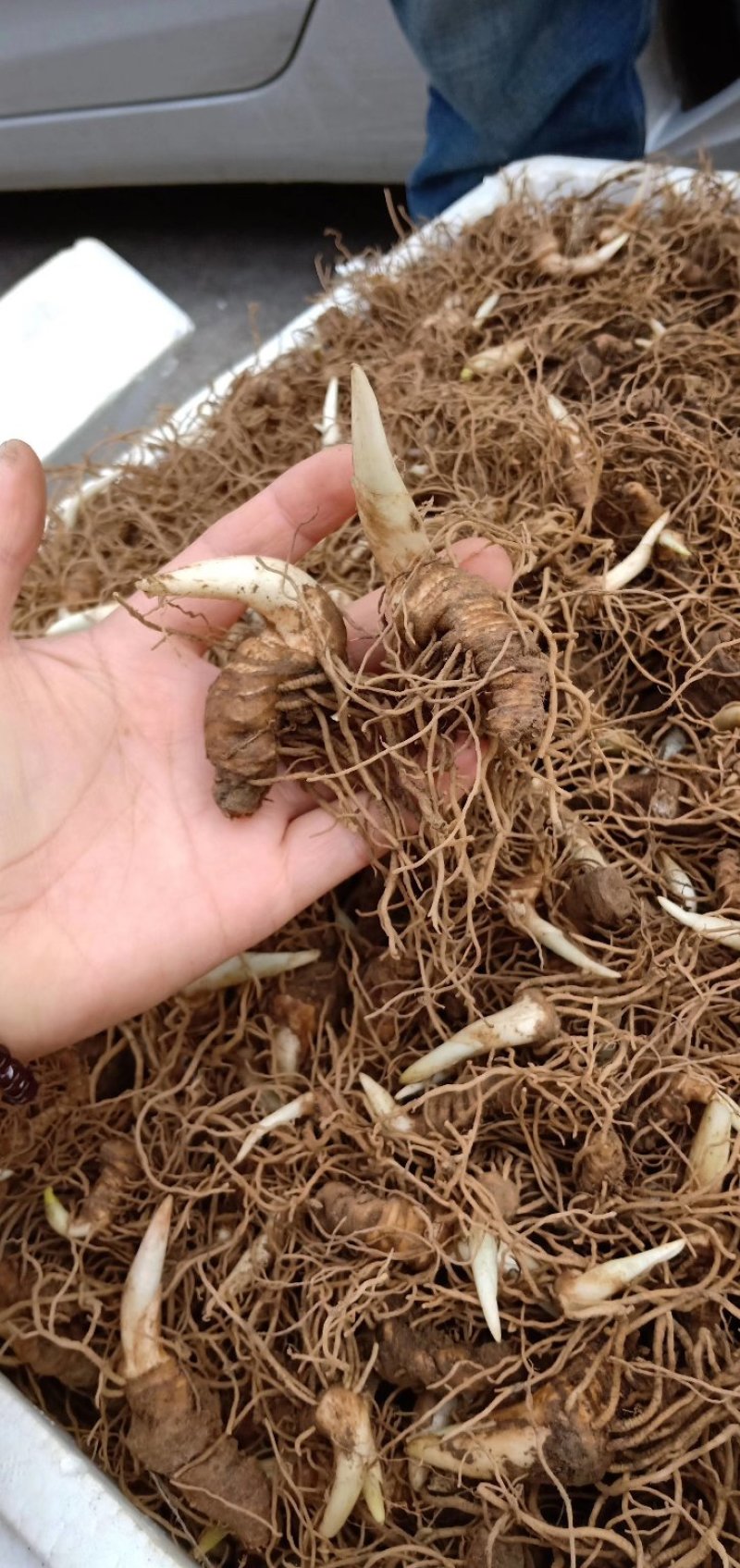 粉质华重楼种茎统个，全丫头