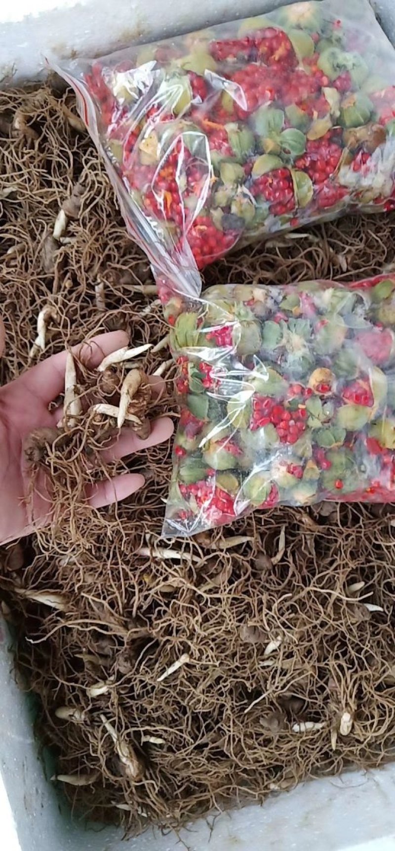 粉质华重楼种茎统个，全丫头