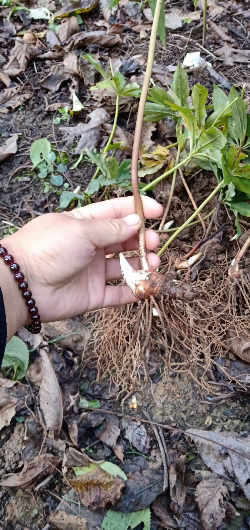 粉质华重楼种茎统个，全丫头