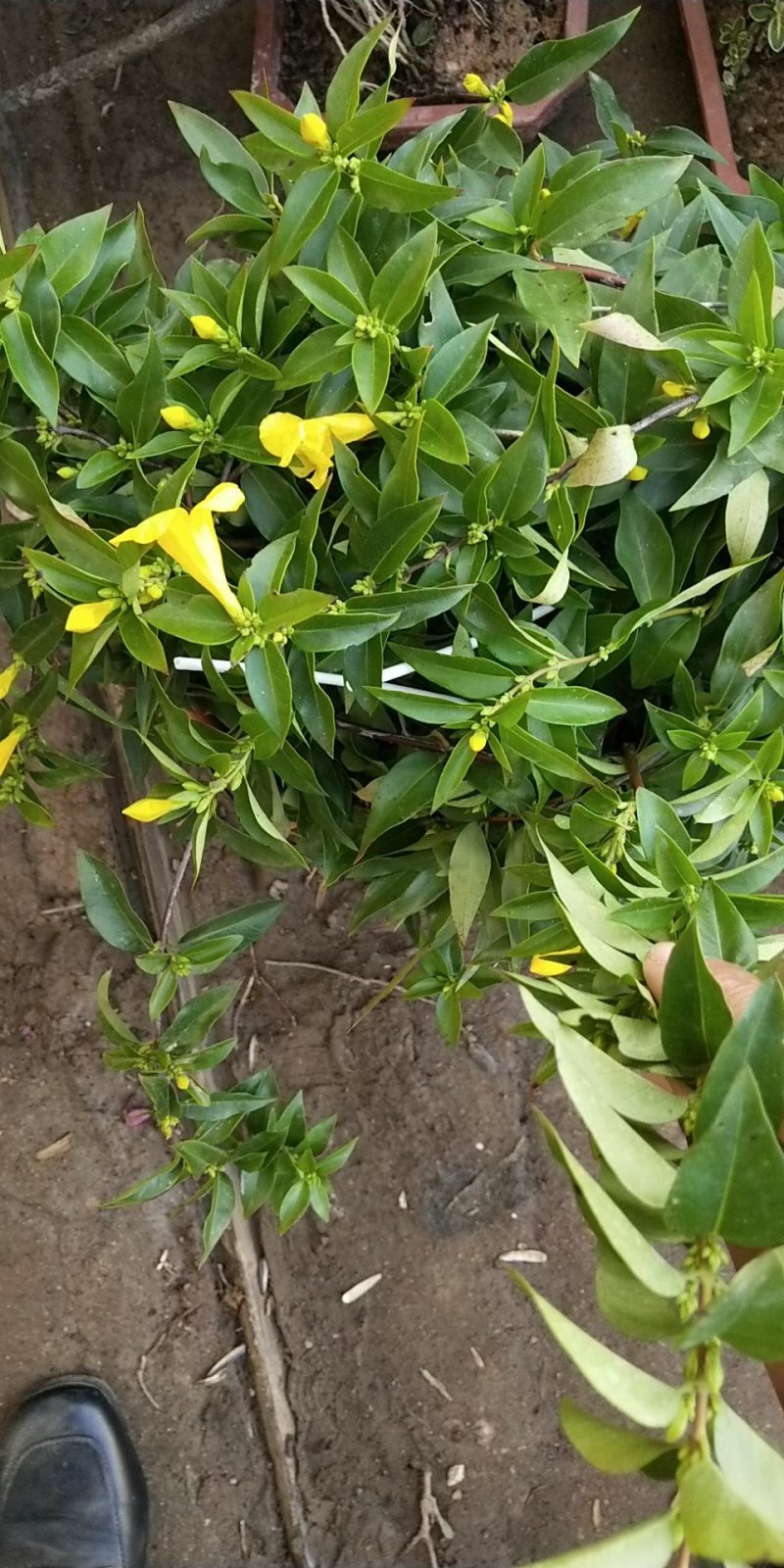 法国茉莉香水