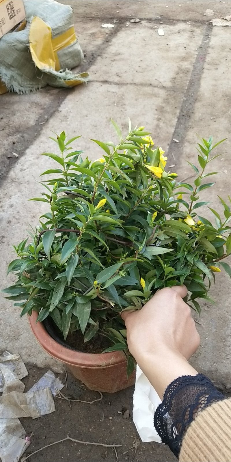 法国茉莉香水