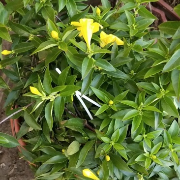 法国茉莉香水