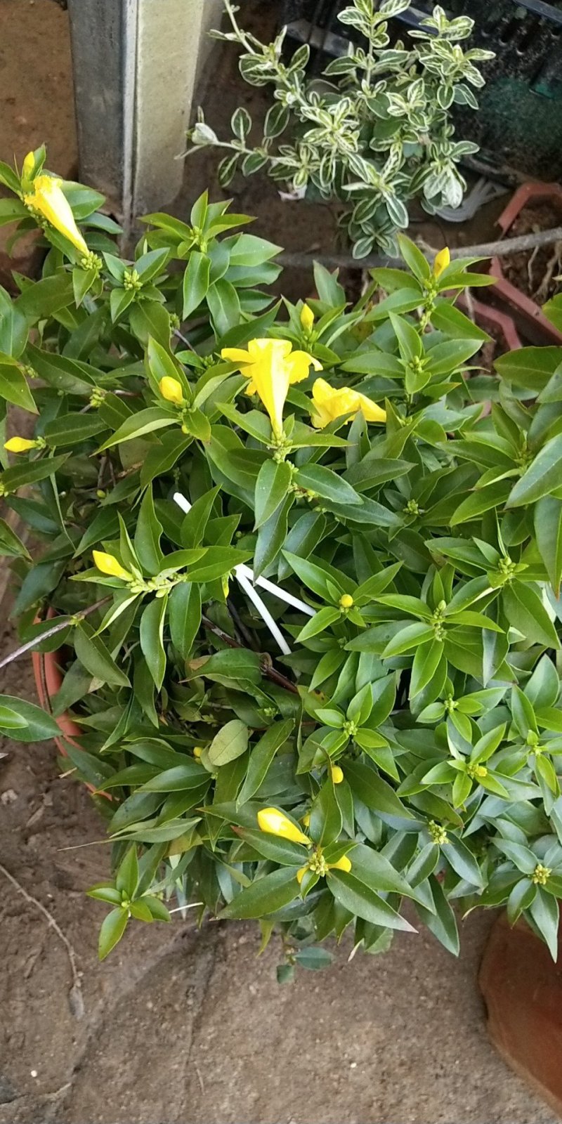 法国茉莉香水