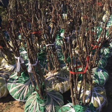 牡丹树，基地直销，一手货源量大从优！