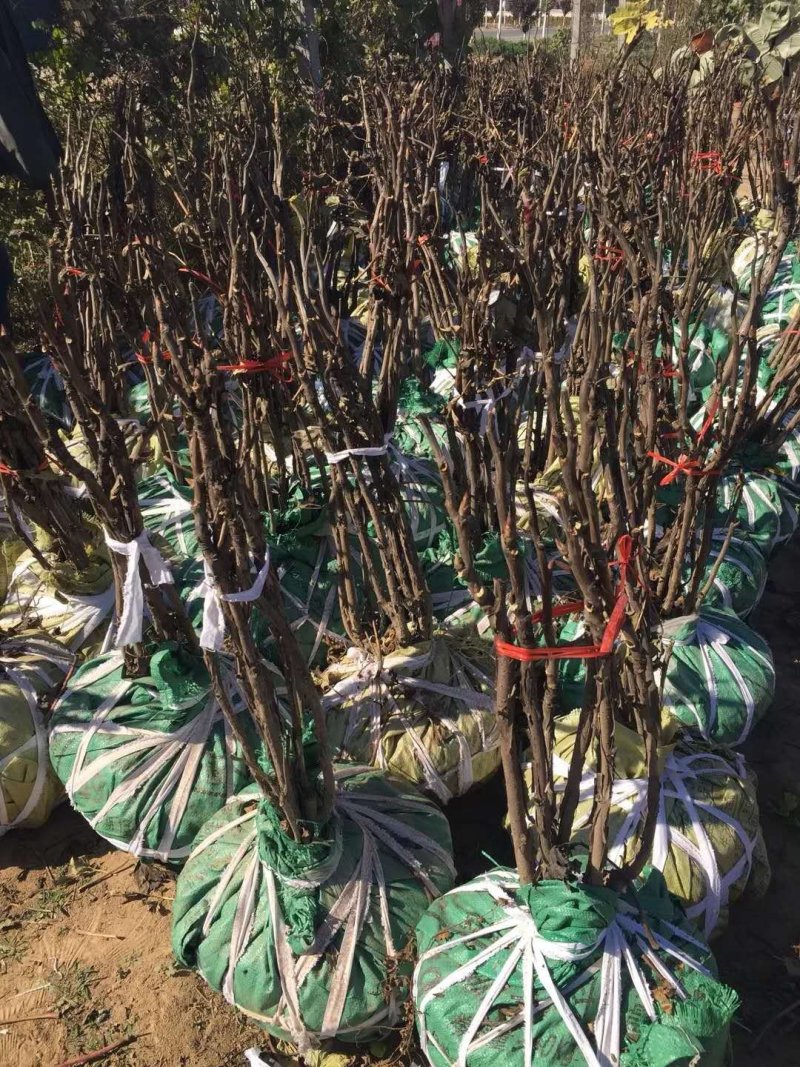 牡丹树，基地直销，一手货源量大从优！