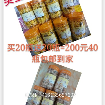 金丝黄菊瓶装