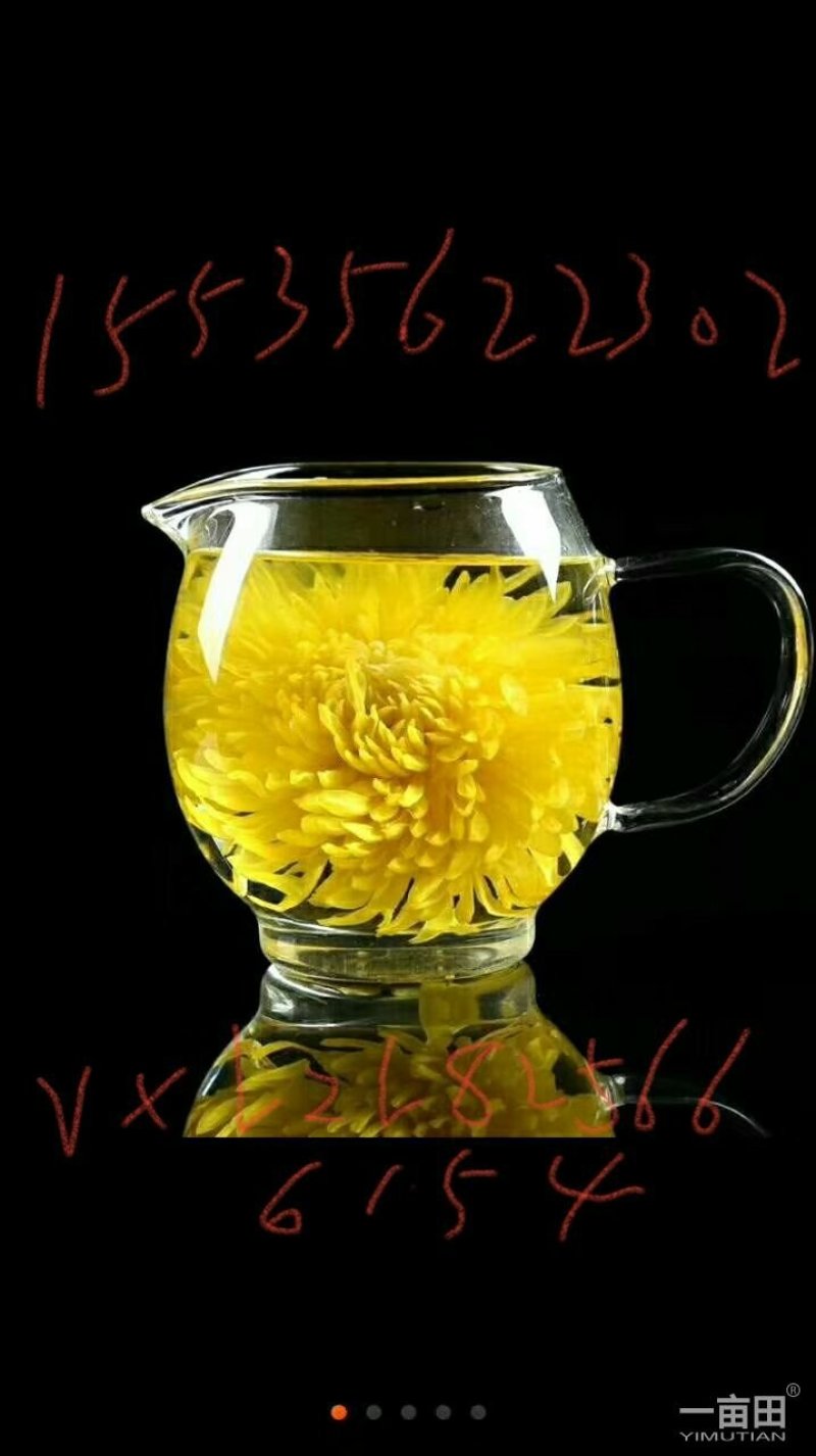 泡袋装金丝黄菊