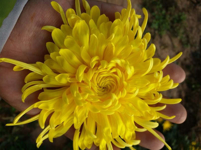 泡袋装金丝黄菊