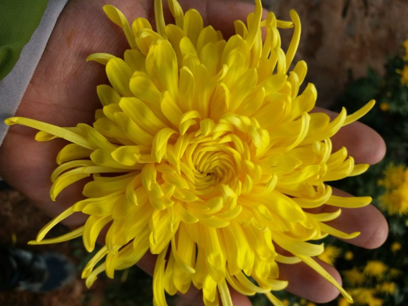泡袋装金丝黄菊