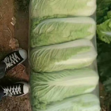 北京新三号白菜