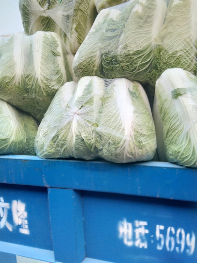 北京新三号白菜