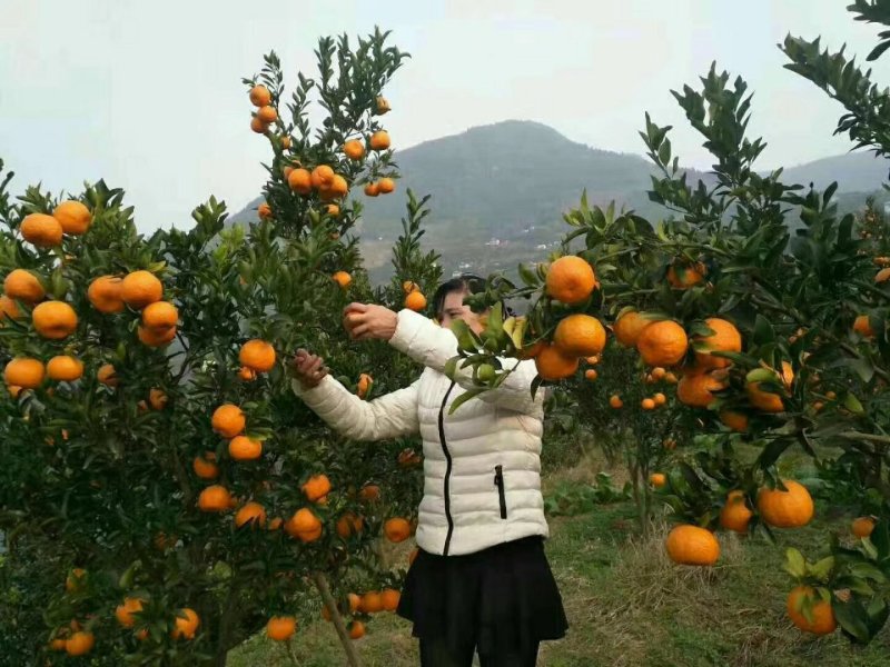 柑橘柑桔椪柑口感脆甜果面干净货量充足欢迎采购