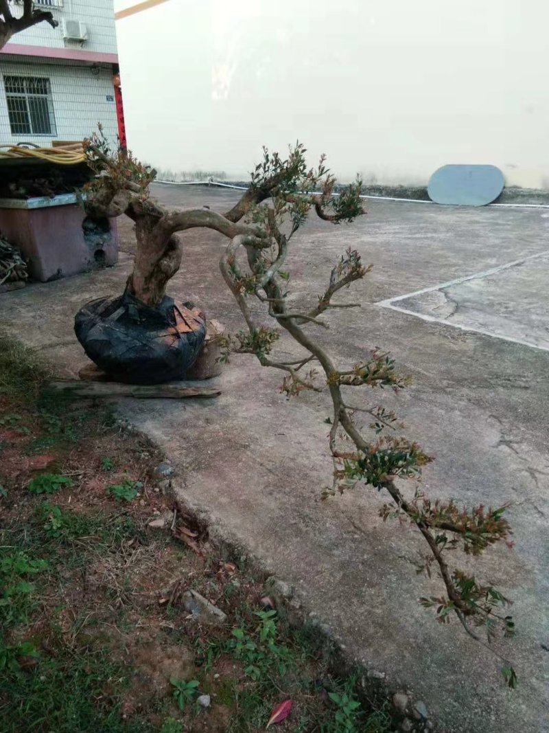 赤楠云层和大瓢支