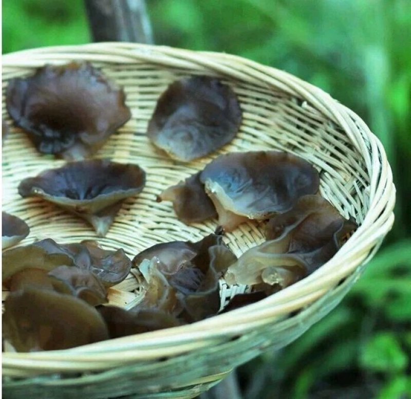 秦岭山区椴木木耳