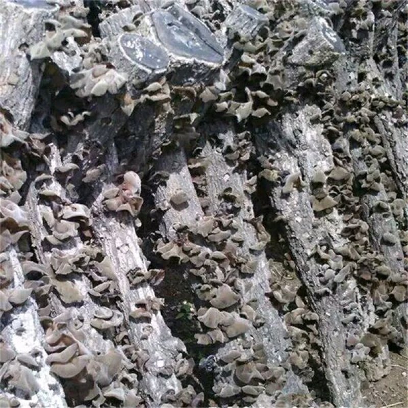 秦岭山区椴木木耳