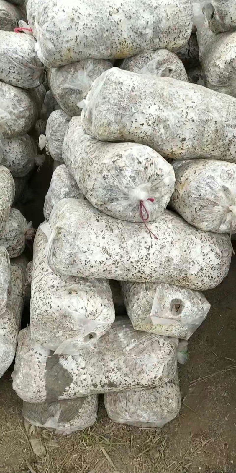 平菇菌棒