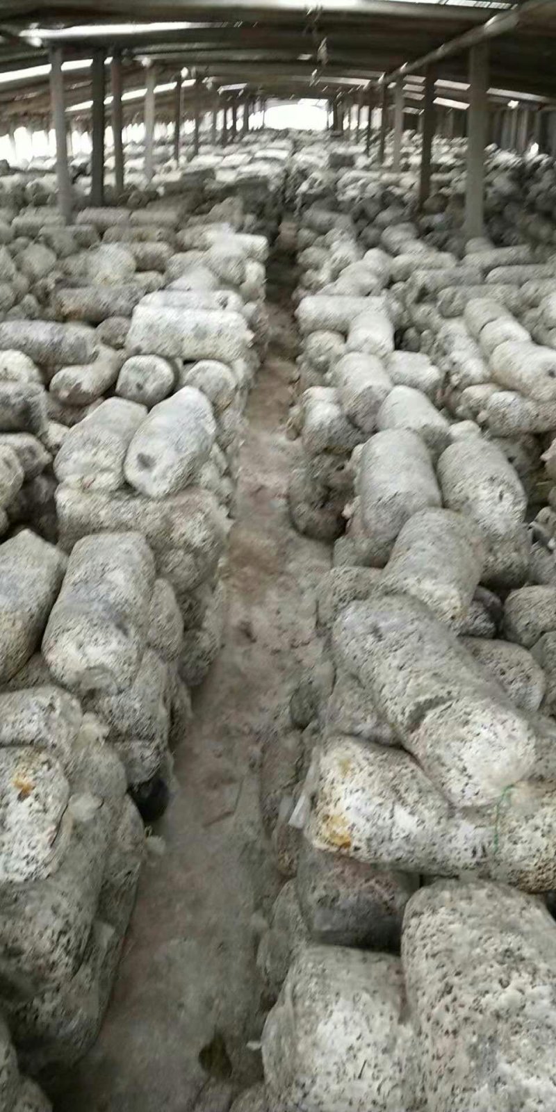 平菇菌棒