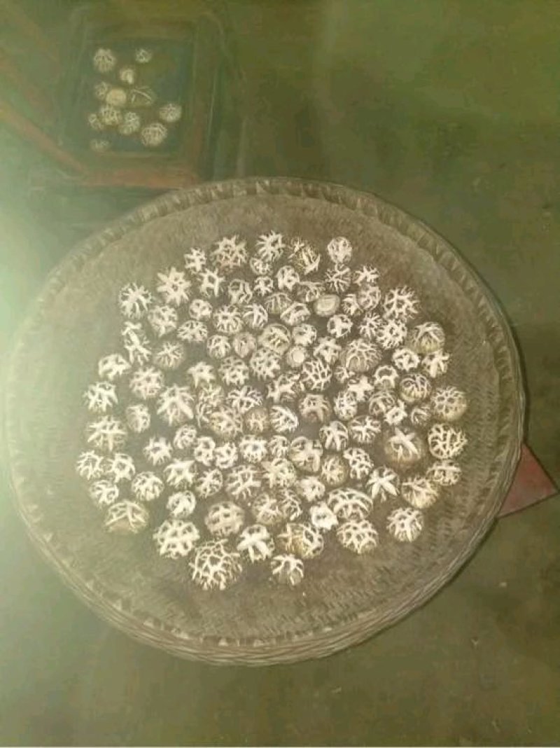 花姑带料纯白花姑