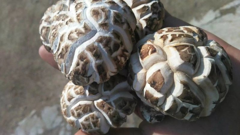 花姑带料纯白花姑