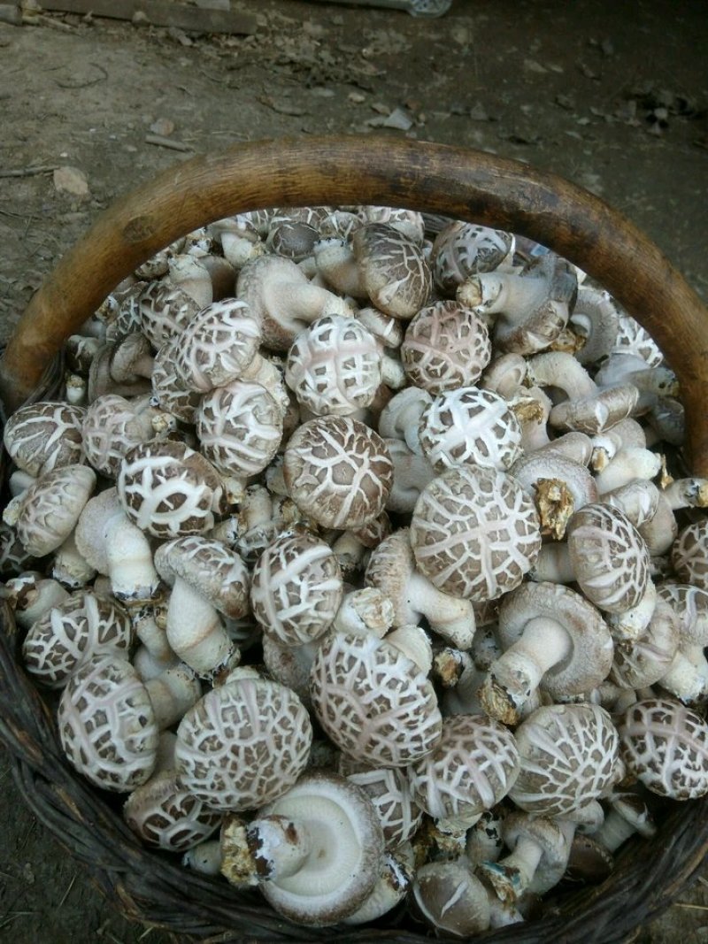 花姑带料纯白花姑